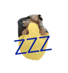 321STYLE（個別スタンプ：6）