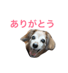 321STYLE（個別スタンプ：12）