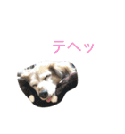 321STYLE（個別スタンプ：37）
