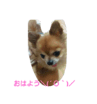 コンサート仕様スタンプ（個別スタンプ：13）
