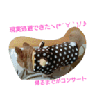 コンサート仕様スタンプ（個別スタンプ：15）
