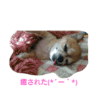 コンサート仕様スタンプ（個別スタンプ：17）