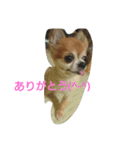 コンサート仕様スタンプ（個別スタンプ：20）