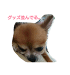 コンサート仕様スタンプ（個別スタンプ：22）