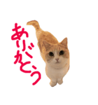 マンチカンの小太郎（個別スタンプ：1）