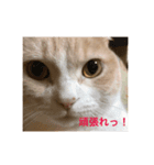 マンチカンの小太郎（個別スタンプ：2）