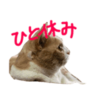 マンチカンの小太郎（個別スタンプ：5）