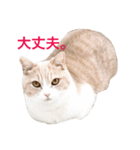マンチカンの小太郎（個別スタンプ：6）