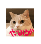 マンチカンの小太郎（個別スタンプ：8）