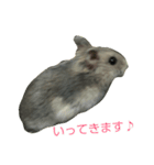 ハムスター トトごん（個別スタンプ：1）