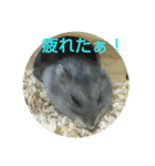 ハムスター トトごん（個別スタンプ：3）