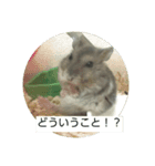 ハムスター トトごん（個別スタンプ：6）