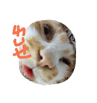 Coinbaby（個別スタンプ：1）