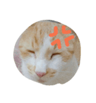 Coinbaby（個別スタンプ：3）