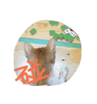 Coinbaby（個別スタンプ：5）