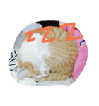 Coinbaby（個別スタンプ：6）