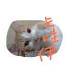 Coinbaby（個別スタンプ：10）