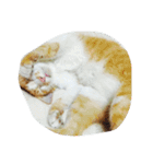 Coinbaby（個別スタンプ：13）