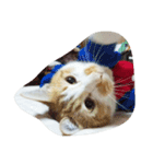 Coinbaby（個別スタンプ：16）