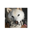 shiro stanp（個別スタンプ：7）