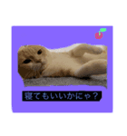 ポムの日常（個別スタンプ：6）