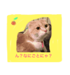 ポムの日常（個別スタンプ：7）