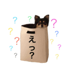 ぽんたのすたんぷ2（個別スタンプ：11）