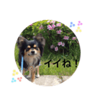 ぽんたのすたんぷ2（個別スタンプ：13）