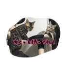 Le0Lua2（個別スタンプ：2）