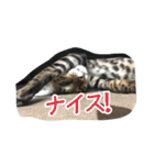 Le0Lua2（個別スタンプ：6）