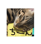 Le0Lua2（個別スタンプ：8）
