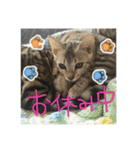 Le0Lua2（個別スタンプ：11）