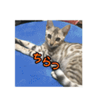 Le0Lua2（個別スタンプ：13）