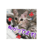 Le0Lua2（個別スタンプ：14）