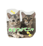 Le0Lua2（個別スタンプ：15）