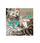 Le0Lua2（個別スタンプ：17）