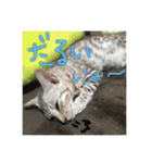 Le0Lua2（個別スタンプ：18）