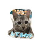 Le0Lua2（個別スタンプ：20）