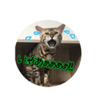 Le0Lua2（個別スタンプ：21）