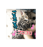 Le0Lua2（個別スタンプ：24）