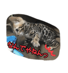 Le0Lua2（個別スタンプ：25）