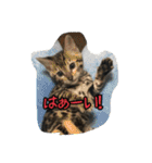 Le0Lua2（個別スタンプ：27）
