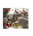 Le0Lua2（個別スタンプ：28）