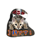Le0Lua2（個別スタンプ：29）