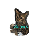 Le0Lua2（個別スタンプ：33）