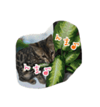 Le0Lua2（個別スタンプ：37）