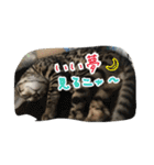 Le0Lua2（個別スタンプ：39）