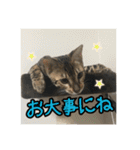 Le0Lua2（個別スタンプ：40）