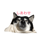 黒豆柴のレンゲちゃん（個別スタンプ：1）