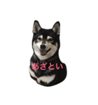 黒豆柴のレンゲちゃん（個別スタンプ：2）